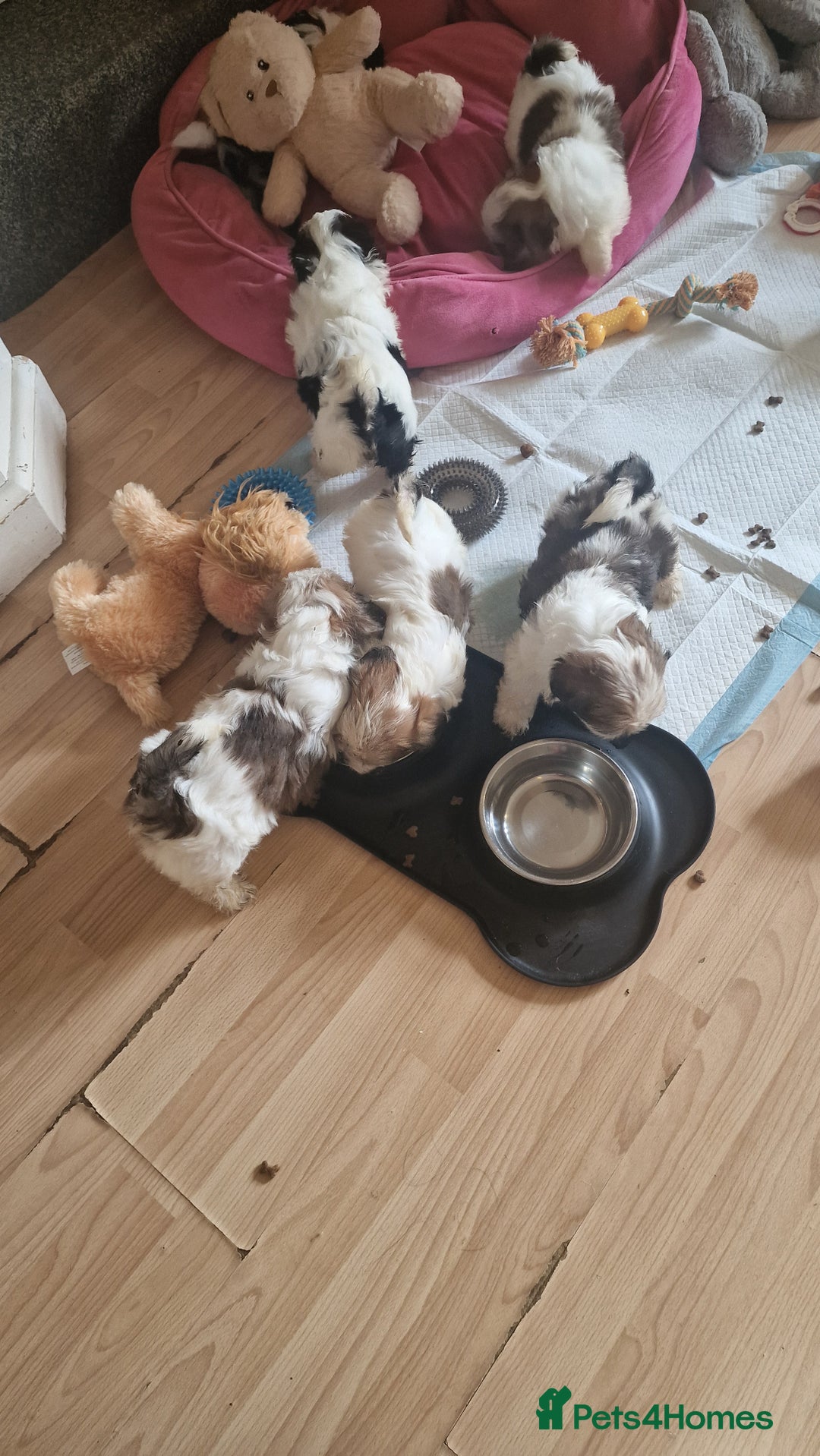 Shih Tzu dogs for sale: 🐾 Amazing Purebred Shih Tzu Puppies Crawley 🐾 - Advert 15