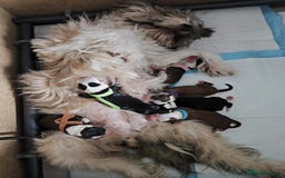 Tibetan Terrier dogs for sale: KC Tibetan Terrier Puppies For Sale😀 - Image 11
