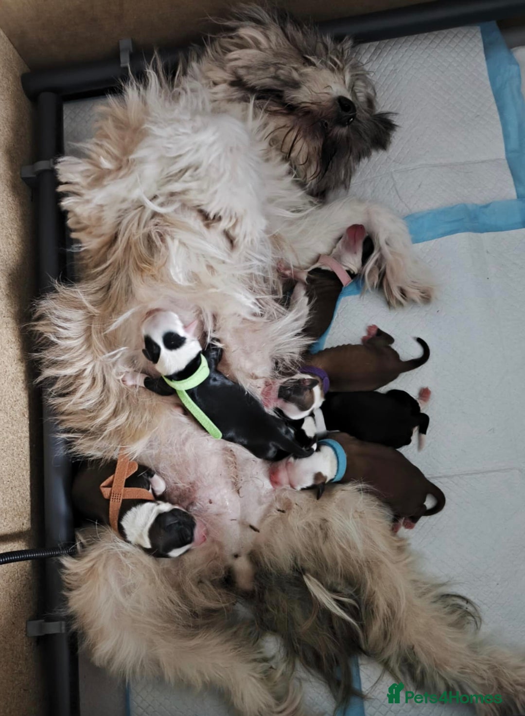 Tibetan Terrier dogs for sale: KC Tibetan Terrier Puppies For Sale😀 - Image 11