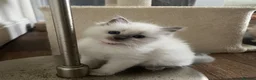 Ragdoll cats for sale: GCCF Registered Ragdoll Kittens  - Advert 15