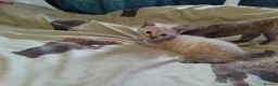 British Shorthair cats for sale: x 1 female kitten for sale  - Advert 9