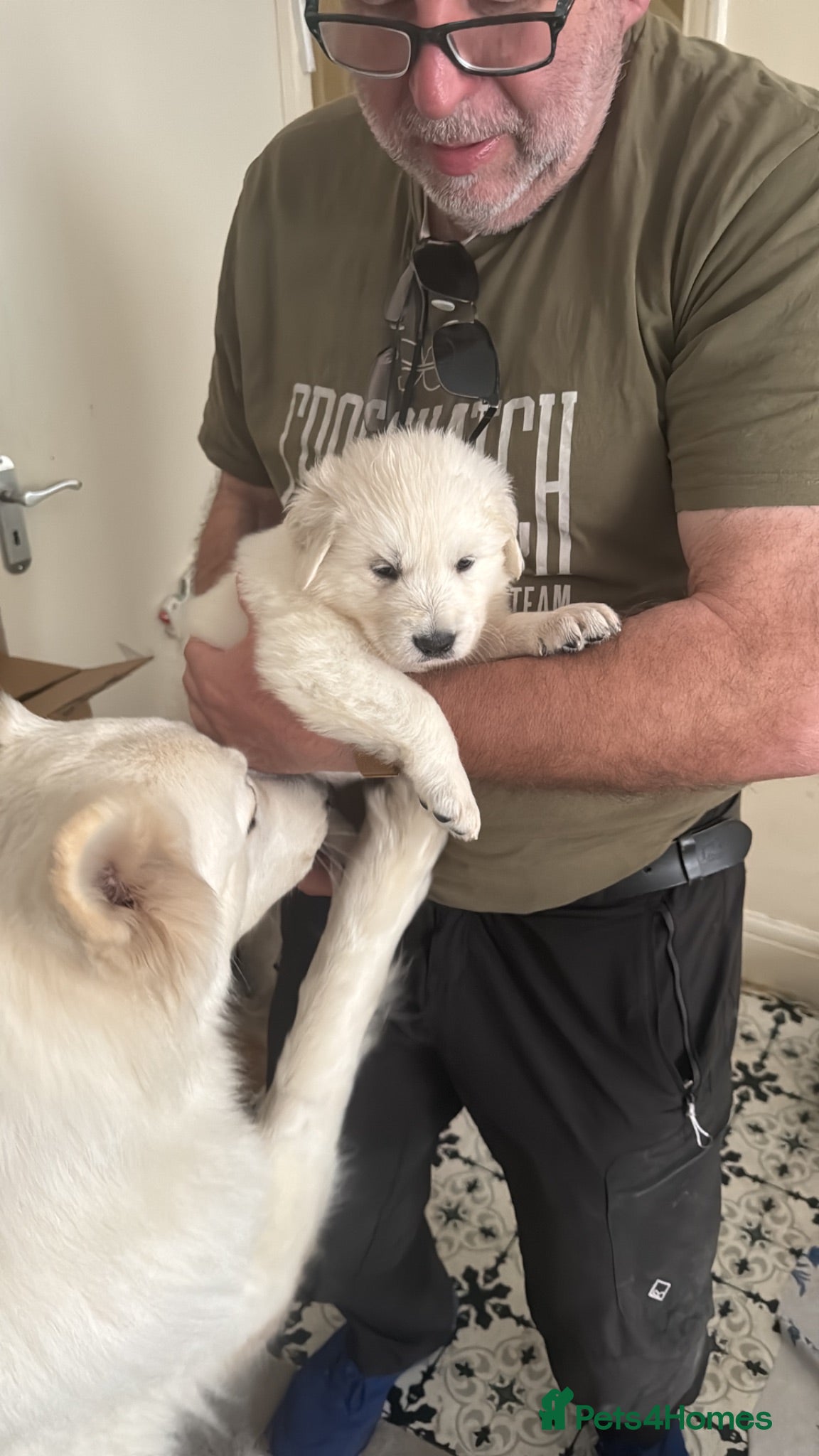Golden Shepherd dogs golden Shepherd white beautiful  - Advert 1