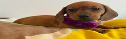 Dachshund dogs for sale: Miniature Dachshund quality Pups  - Advert 8