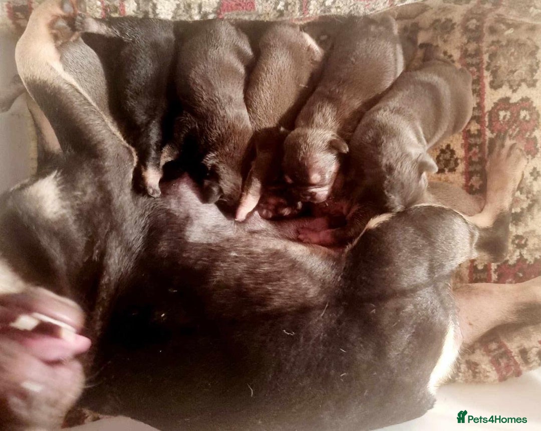 French Bulldog dogs for sale: Beautiful French bulldog Puppies 💪🏽 - Advert 1