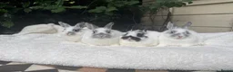 Netherland Dwarf rabbits for sale: Pedigree Netherland dwarf - Advert 3