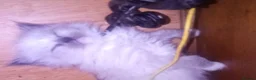 Ragdoll cats for sale: 😸😸Pure Ragdoll kittens😸😸 - Advert 22