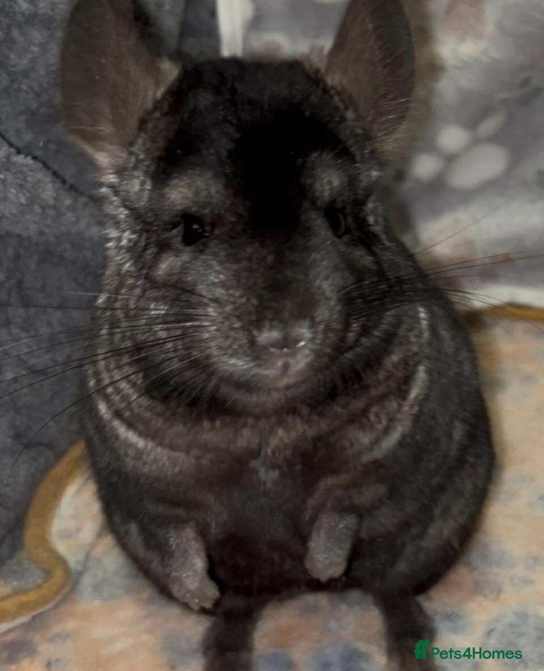 Chinchilla rodents for sale: X2 Stunning Dark Ebony Chinchillas £200 each - Image 5