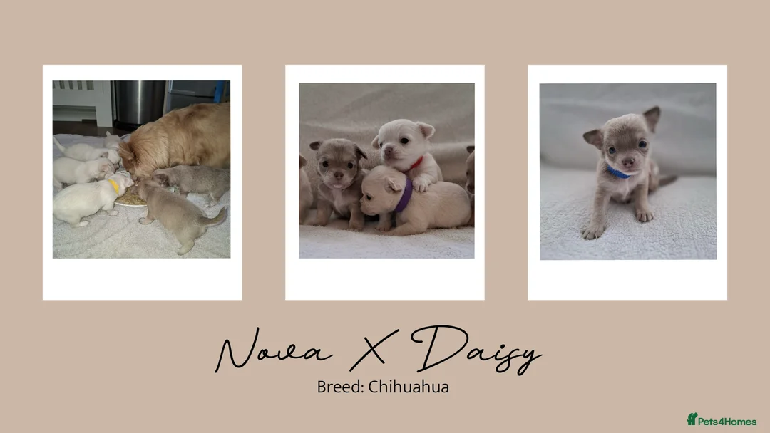 Chihuahua dogs for stud: Unique Chihuahua for Stud 🐾 in Southampton - Advert 37