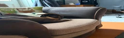 Mixed Breed dogs for sale: Dachshund cross  - Advert 3