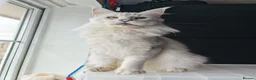 Maine Coon cats for sale: Maine Coon Boy Chinchilla looking forever home  in Castleford - Advert 3