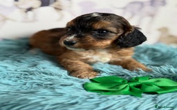 Cockapoo dogs for sale: F1 Cockapoo’s **fully DNA tested** - Image 17