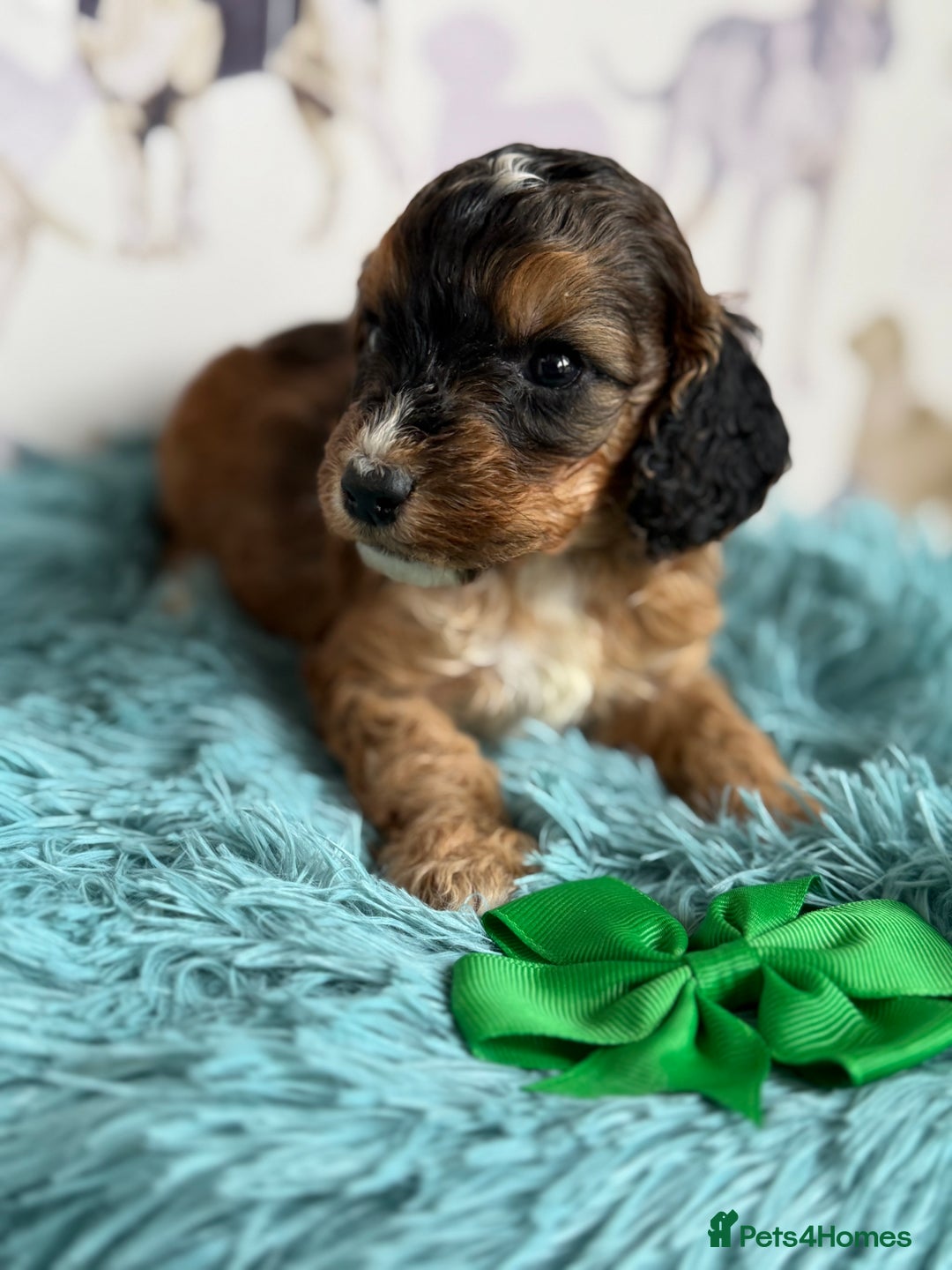 Cockapoo dogs for sale: F1 Cockapoo’s **fully DNA tested** - Image 17