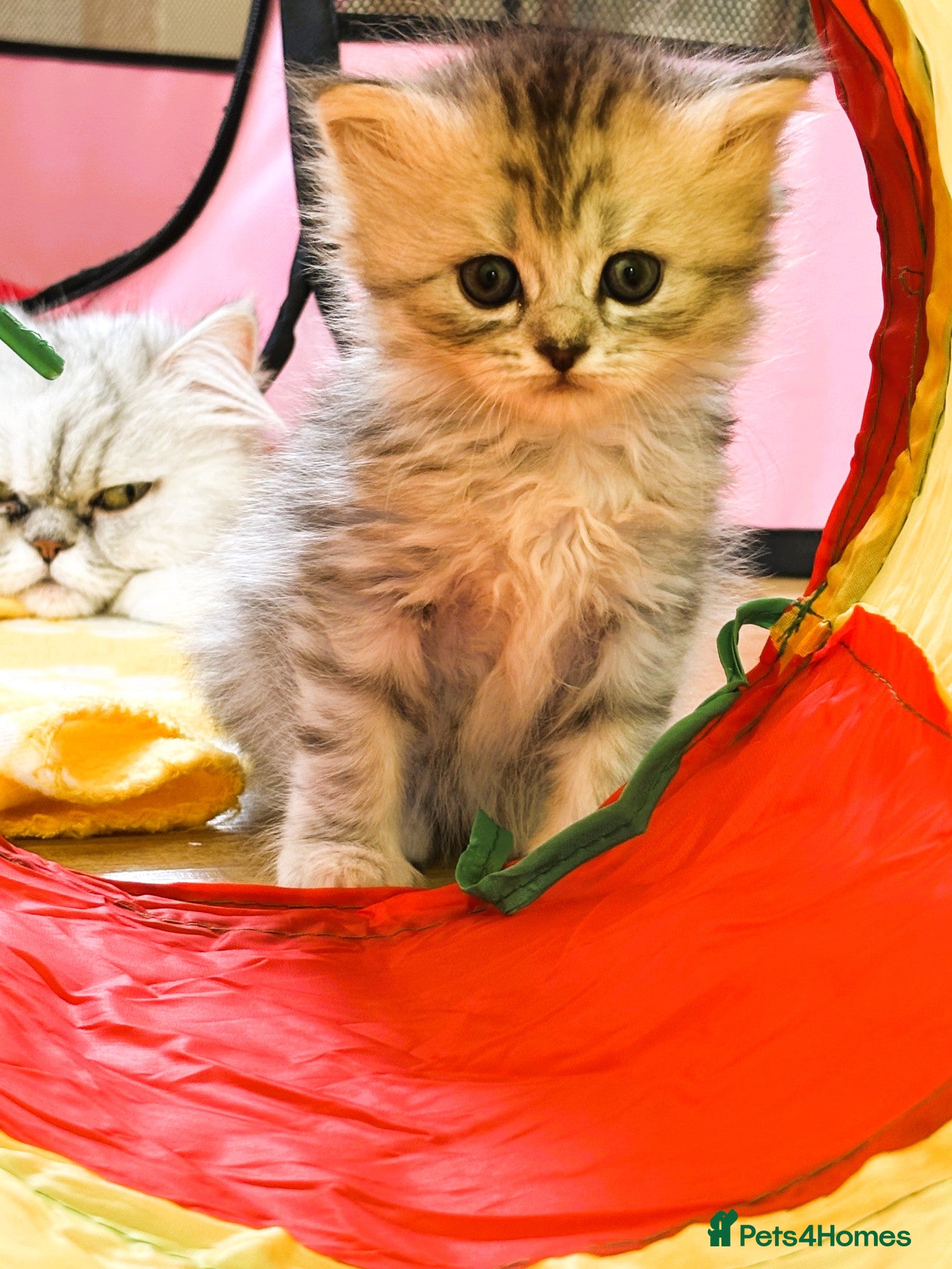 Persian cats Stunning Persian Chinchilla Kittens  - Advert 2