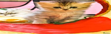Persian 2