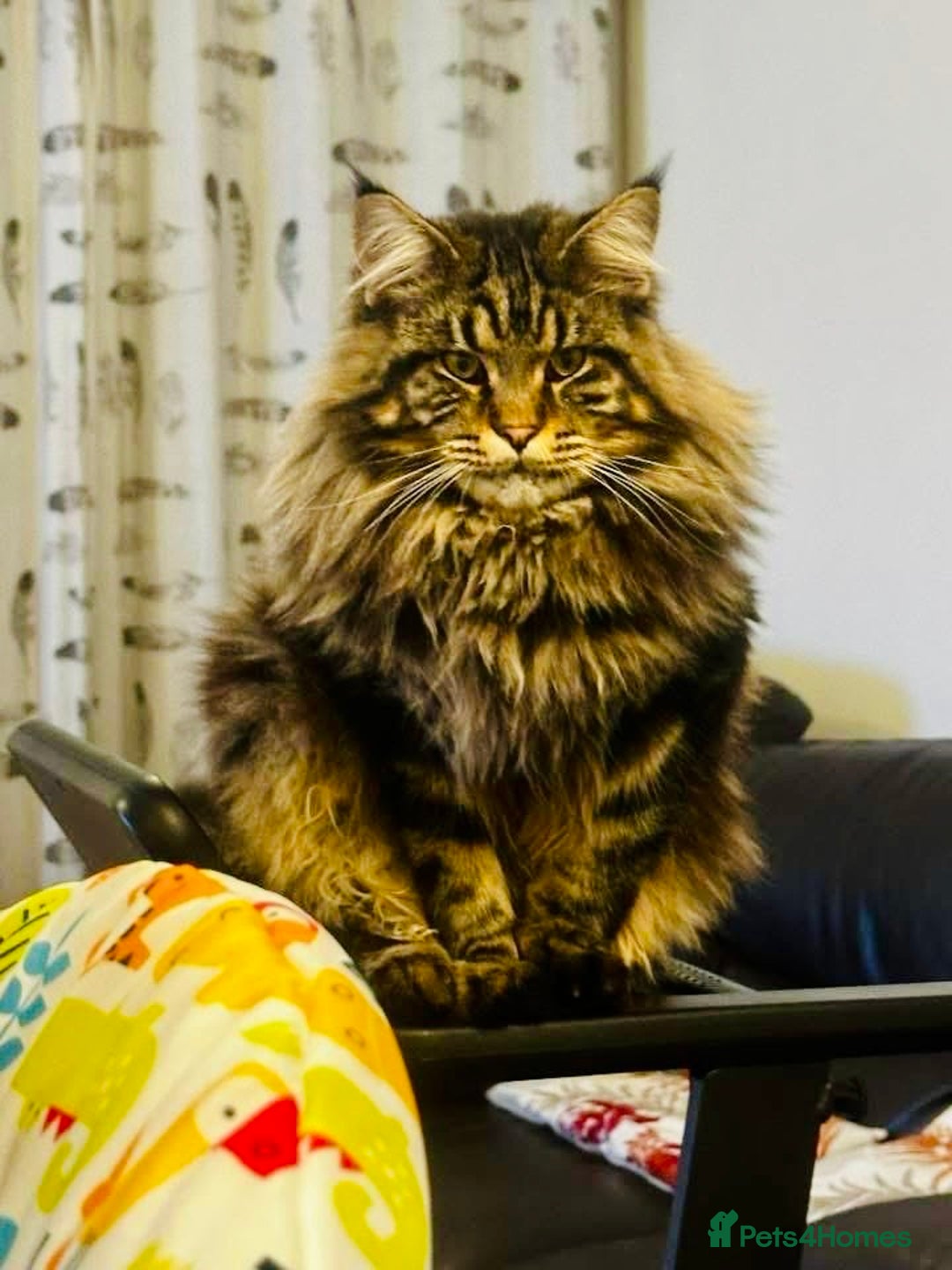 Maine Coon cats for stud: Tabby Mainecoon For Stud - Advert 1