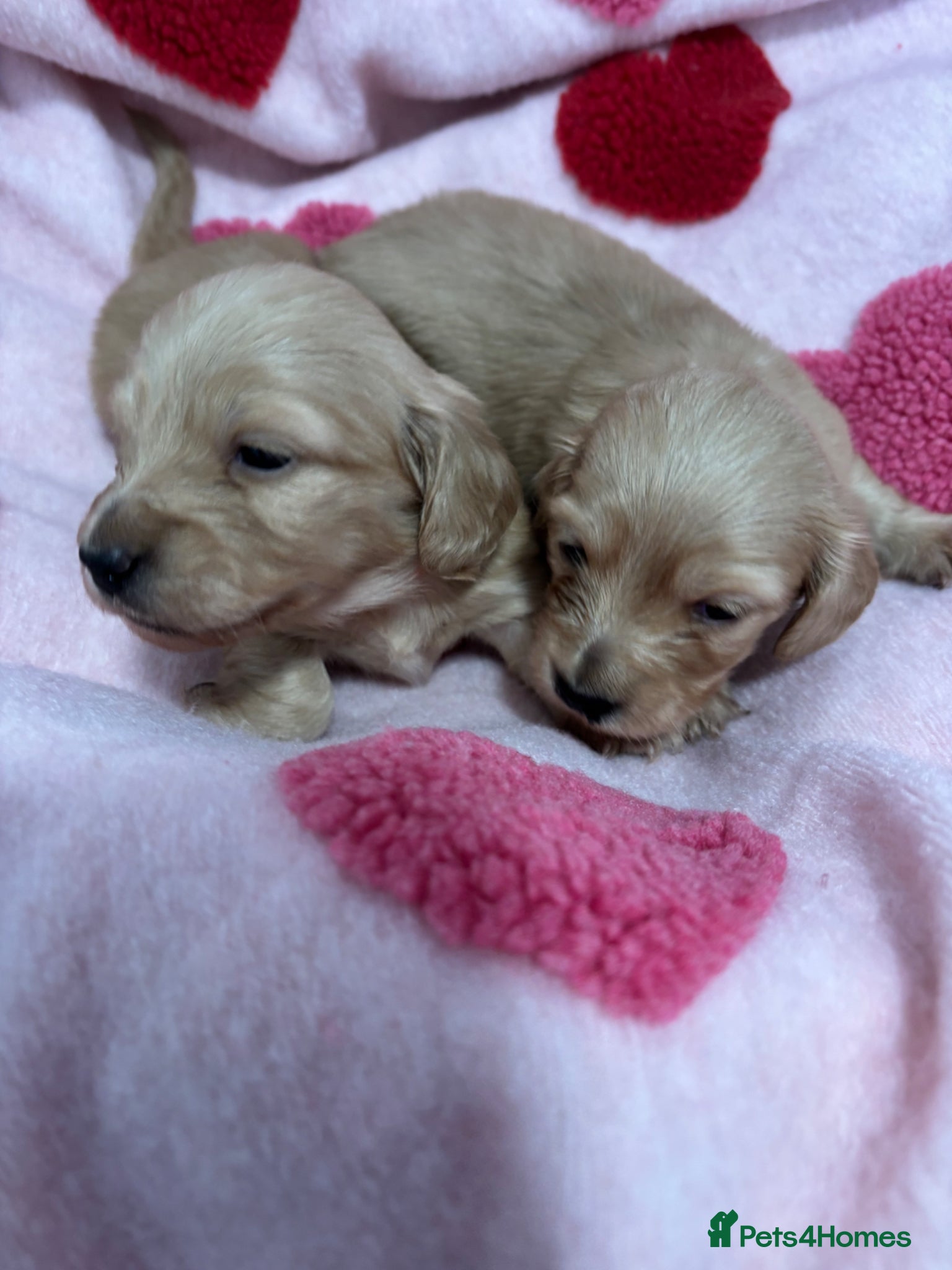 Dachshund dogs KC Miniature Long Haired English Cream Dachshunds  - Advert 10