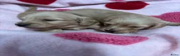 Miniature Dachshund dogs for sale: KC Miniature Long Haired English Cream Dachshunds  - Advert 19