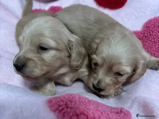 Dachshund dogs KC Miniature Long Haired English Cream Dachshunds - Advert 10