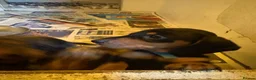 Miniature Dachshund dogs for sale: Male mini dacshund  - Advert 4