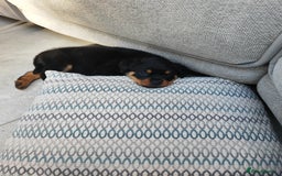 Rottweiler dogs for sale: Gorgeous male Rottweiler puppy Reggie  - Image 17