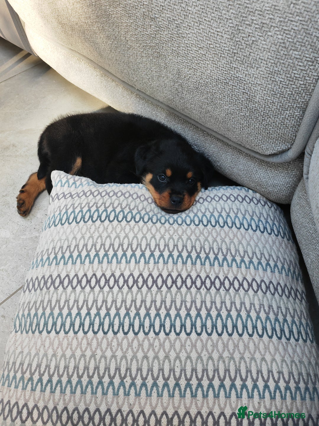 Rottweiler dogs for sale: Gorgeous male Rottweiler puppy Reggie  - Image 17
