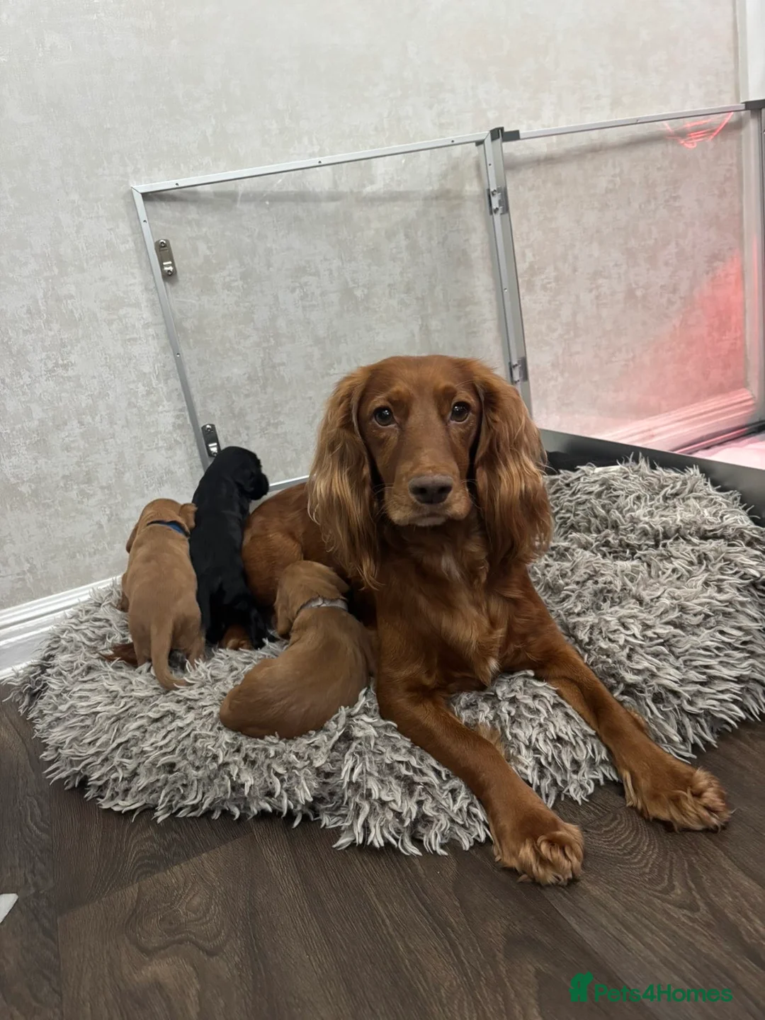 Cocker Spaniel dogs for sale: KC Registered Cocker Spaniel Puppies  - Advert 14