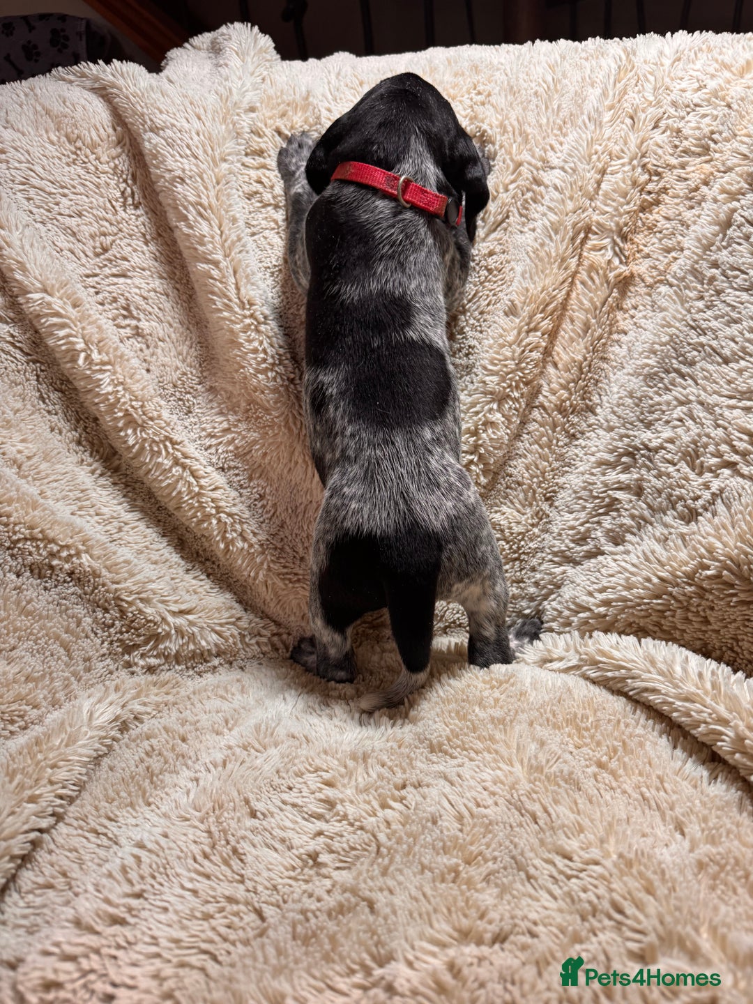 German Shorthaired Pointer dogs for sale: German Shorthaired Pointer Puppies - Leeds - Advert 13