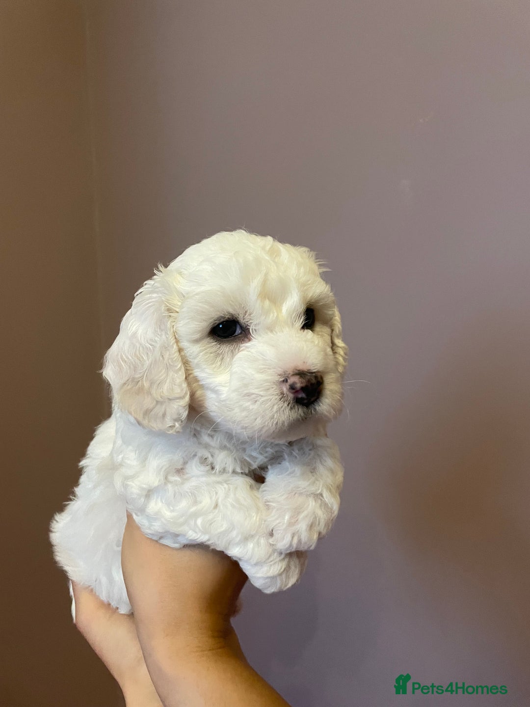 Maltipoo dogs for sale: Amazing Maltipoo puppies  - Image 12