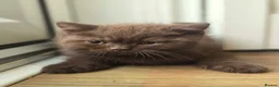British Shorthair cats for sale: Chocolate & Cinnamon ⭐ British Shorthair Kittens  - Advert 21