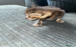 American Bobtail cats for sale: American bobtail / tortoise shell - Image 12