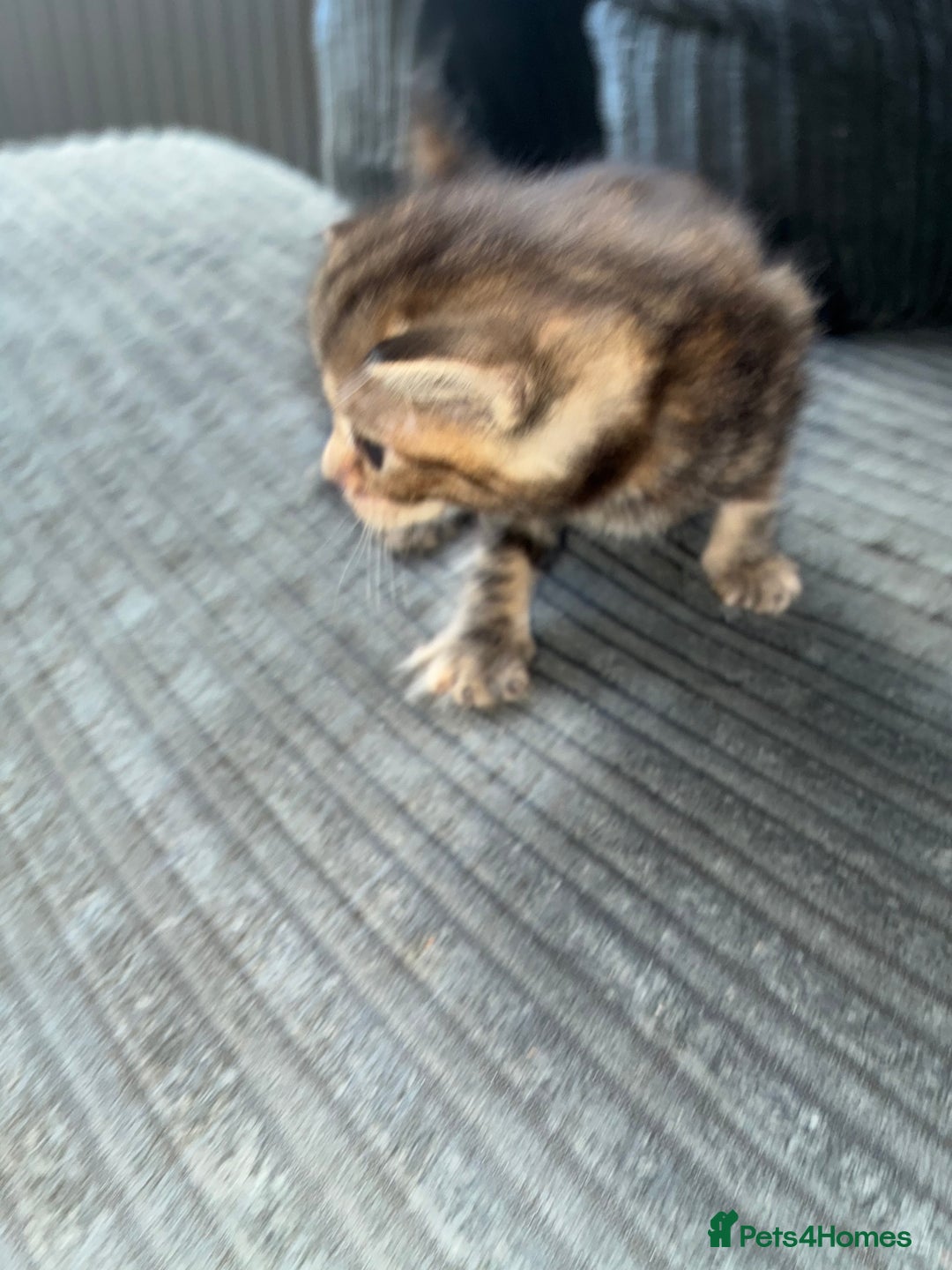 American Bobtail cats for sale: American bobtail / tortoise shell - Image 12