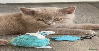 British Shorthair cats in Manningtree - Advert 4
