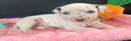 Dalmatian dogs for sale: Beautiful Dalmatian puppies ready to reserve  - Advert 15