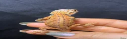 Bearded Dragon reptiles for sale: Hypo, Trans Blue bar leatherback and standard back in Southsea - Advert 6
