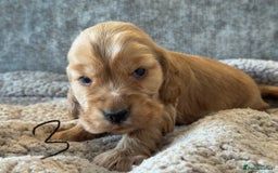 Cocker Spaniel dogs for sale: 100% TRUE SHOW TYPE HEALTH TESTED COCKER SPANIELS  - Advert 17