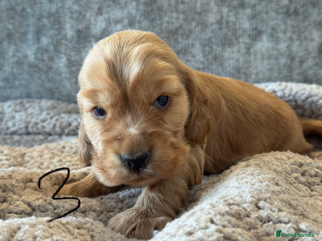 Cocker Spaniel dogs for sale: 100% TRUE SHOW TYPE HEALTH TESTED COCKER SPANIELS  - Advert 17