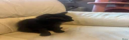 British Shorthair cats for sale: British short hair kittens  in Gillingham - Advert 6