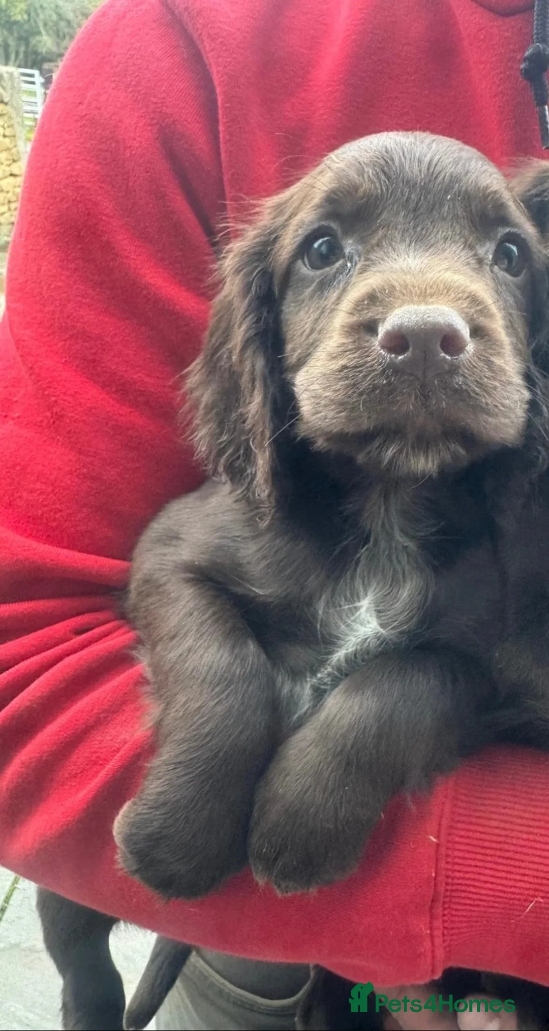 Sprocker dogs for sale: Stunning sprocker spaniel puppies  in Sheffield - Advert 7