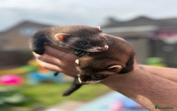 Ferret rodents for sale: Baby ferrets  - Image 4