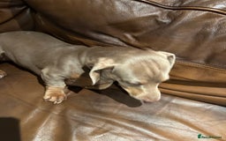 Miniature Dachshund dogs for sale: Isabella Pretty Boy - Advert 1