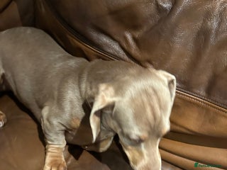 Miniature Dachshund dogs Isabella Pretty Boy - Advert 1