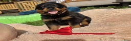 Rottweiler dogs for sale: 🐾 KC Rottweiler Puppies– Family Raised – 27th Jun in Knaresborough - Advert 5