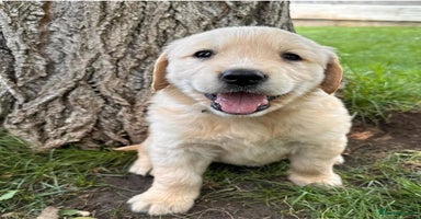 Golden Retriever dogs - Advert 15