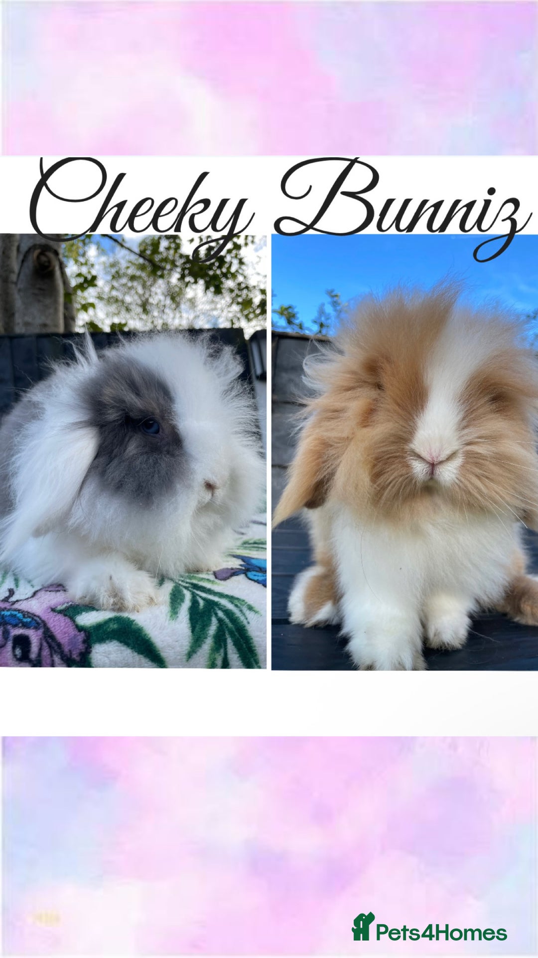 Mini Lion Lop rabbits for sale: Beautiful Teddywidder Babies   - Advert 3