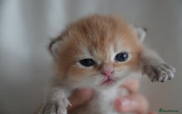 British Shorthair cats for sale: Golden Shaded Kittens WCF & TICA Registered - Image 11