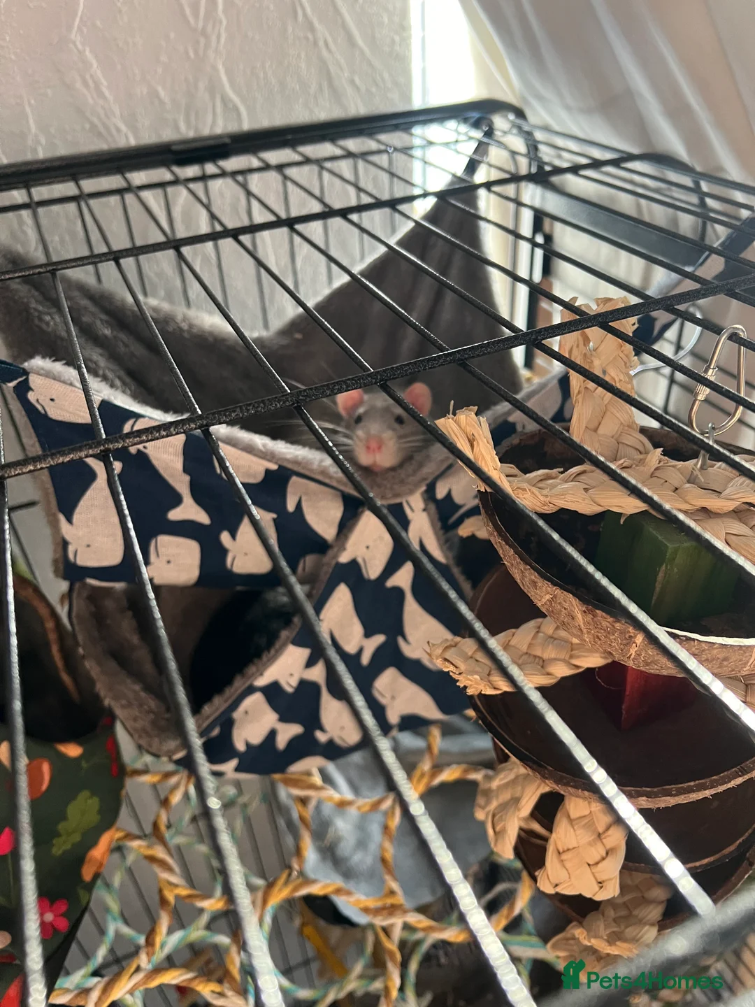 Rat rodents for sale: 4 Male rats + Cage (negotiable price)  - Advert 5