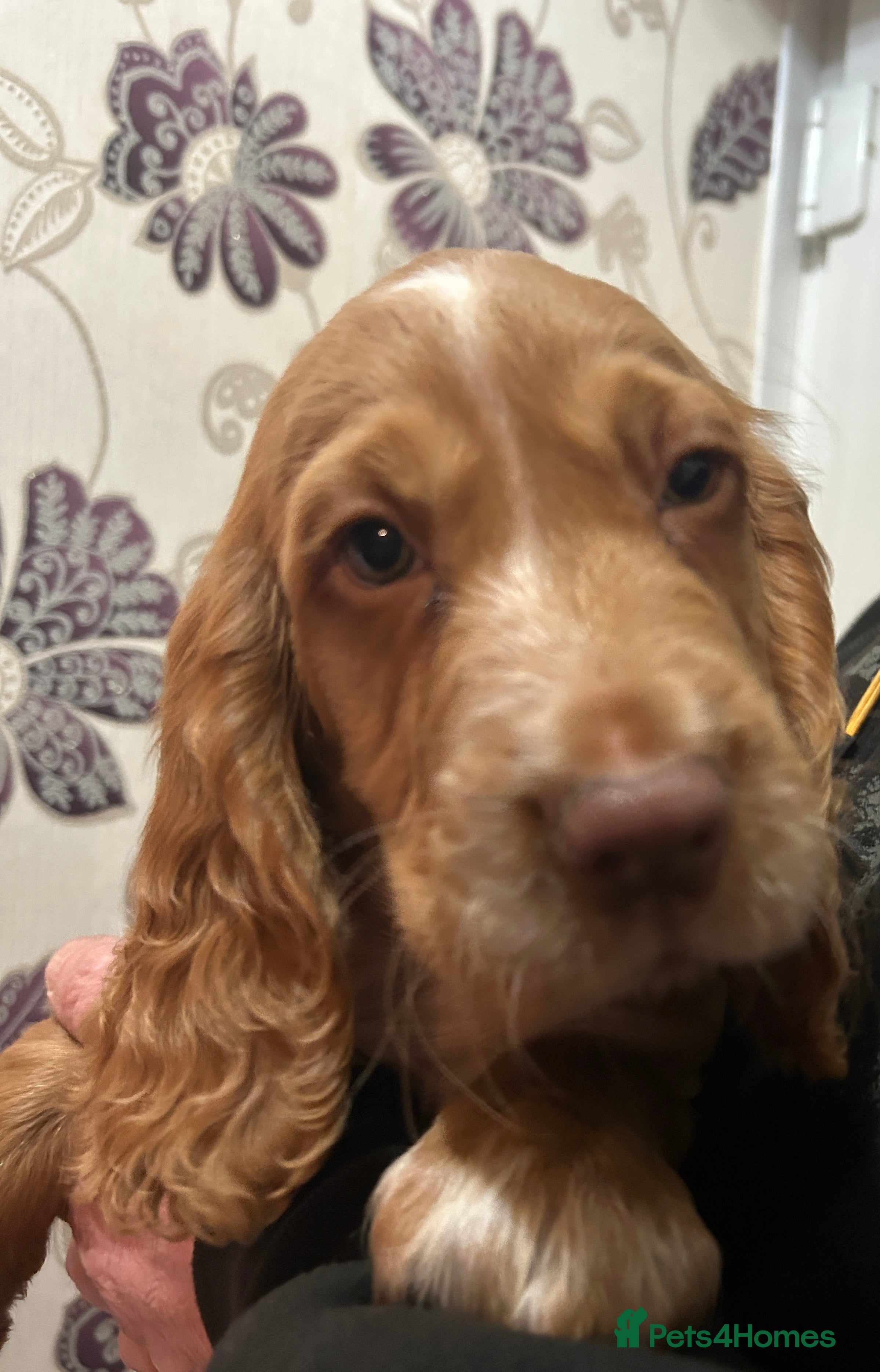 Cocker Spaniel dogs Cocker Spaniel Puppies - Advert 2