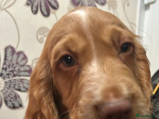 Cocker Spaniel dogs Cocker Spaniel Puppies - Advert 2