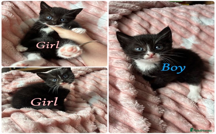 Mixed Breed cats - Advert 1