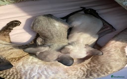Cornish Rex cats for sale: Cornish Rex boys x2  - Image 10